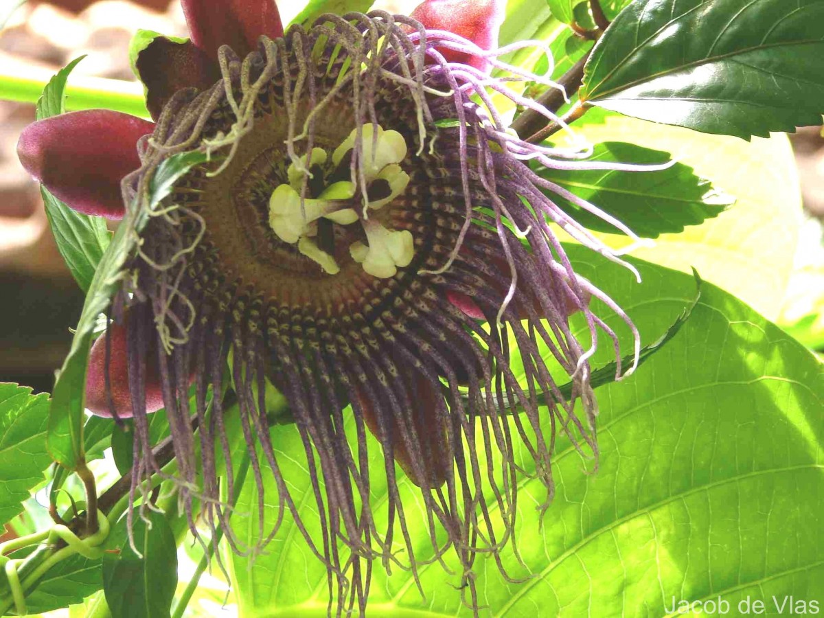 Passiflora quadrangularis L.